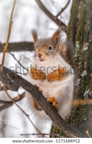 The squirrel sits on a branches in the winter or autumn. Eurasian red squirrel, Sciurus vulgaris