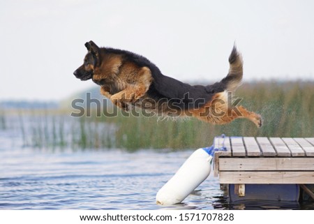 Adorable long-haired black and tan German Shepherd dog jumping outdoors into water from a wooden pontoon in hot summer Royalty-Free Stock Photo #1571707828