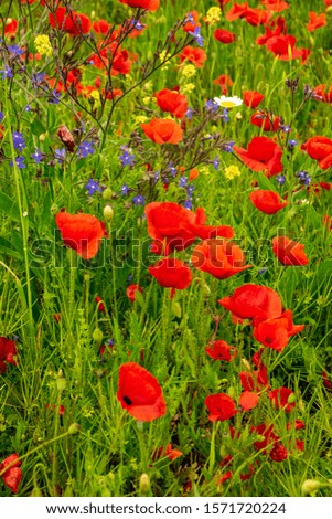 Upright picture of poppies and other meadow plants