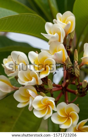 Plumeria white and yellow flowers in the garden	