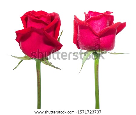 Red rose flowers on isolated white background.Floral object.clipping path