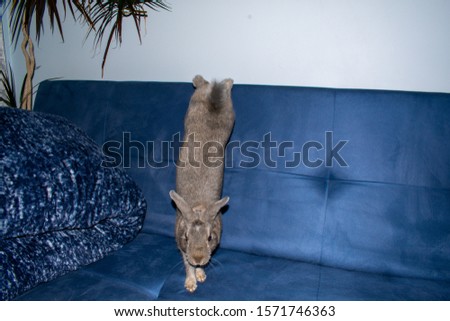 Rabbit jump from blue sofa