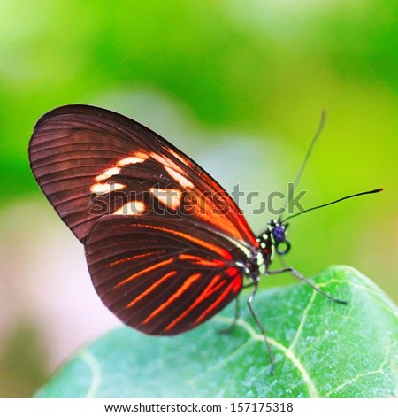Red butterfly on leaf