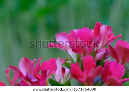 red kalanchoe flower close up