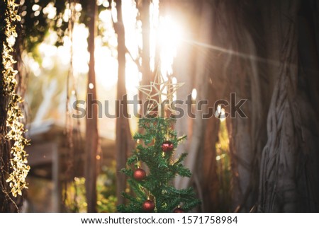 Vibrant Christmas tree with gold star among fig tree roots with sun setting in background