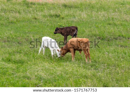 Longhorn calves at the Wichita Mountains National Wildlife Refuge near Lawton, Oklahoma