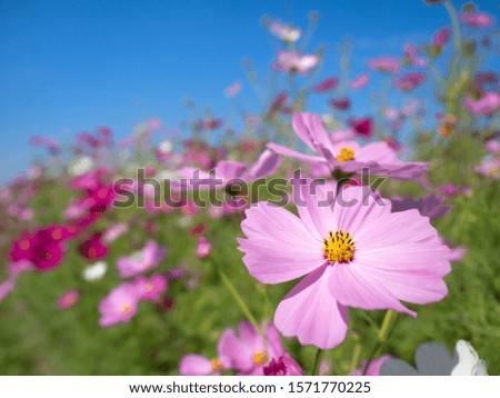 Blue sky and cosmos field