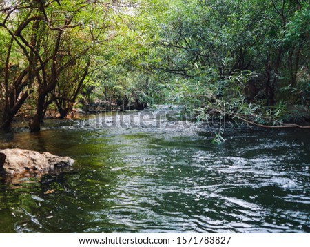 Tropical river in the summer 