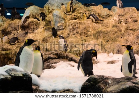 Photo Picture of Wild Penguin Animal Bird Playing