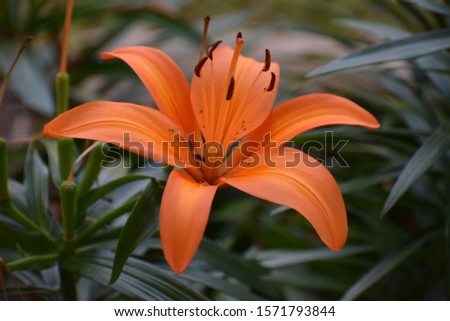 Outdoor Garden Orange Easter Lily