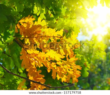 Autumn oak leaves are in sunbeams