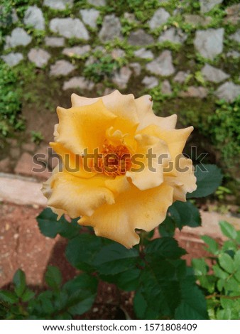 A beautiful yellow rose in the garden