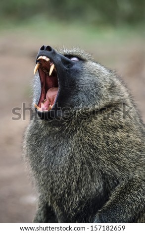 Kenya, Tsavo East National Park, screaming baboon monkey (FILM SCAN)