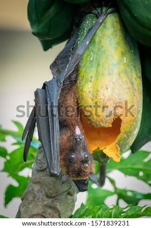 Fruit bat (flying fox) eating papaya Kerala India