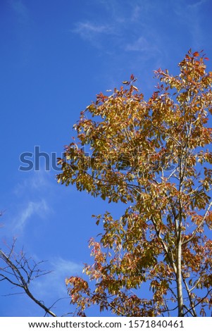 Autumn yellow leaves and blue sky