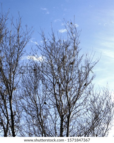 Looking up at a flock of small brown birds perched in leafless tree tops during the winter season