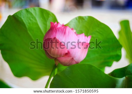 vintage picture of pink lotus in the pond , selected focus.