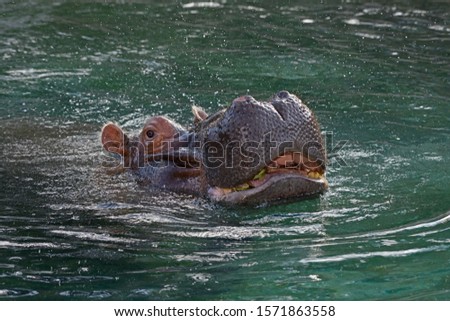 hippopotamus - (Hippopotamus amphibius) or River Horse with head above water, smiling