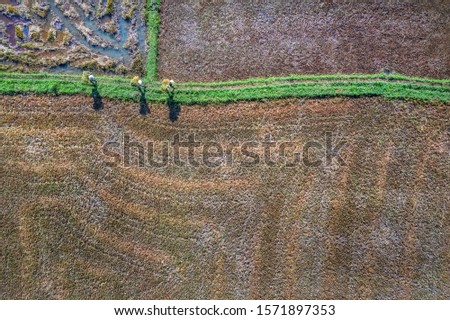 Aerial view of Farmer harvesting rice on Ngo Son rice field, Gia Lai, Vietnam. Royalty high-quality free stock image landscape of terrace rice fields in Vietnam