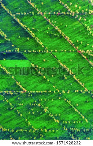 Aerial view of " Bien Ho Che " or " Bien Ho " tea hill, Gia Lai, Vietnam. 