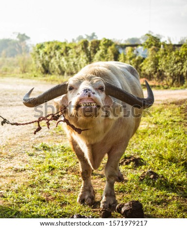 white buffalo in farm Thailand