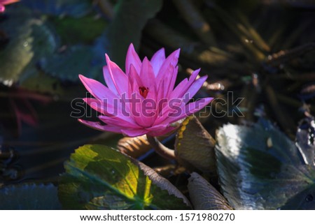 Pink lotus blossoms bloom over clear water surrounded by lotus leaves in the morning.