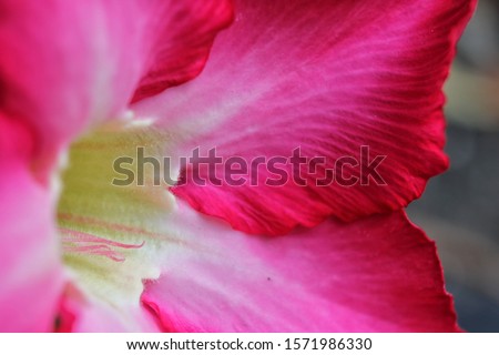 Hibiscus (Kembang Sepatu in Bahasa) is a shrub of the Malvaceae tribe originating from East Asia and widely grown as an ornamental plant in the tropics and subtropics. Large flowers, red and odorless