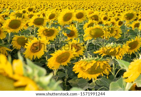 Sunflower field.Field of sunflower farming plantations. Sunflower head closeup