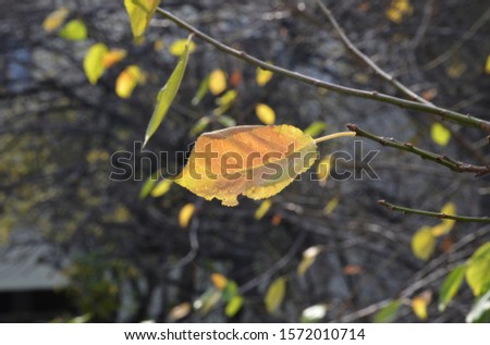dry leaf on the autumn 