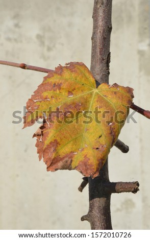 dry leaf on the autumn 