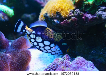 Clown triggerfish is marine fish live in the coral reef under the sea. Swimming In Aquarium. selective focus