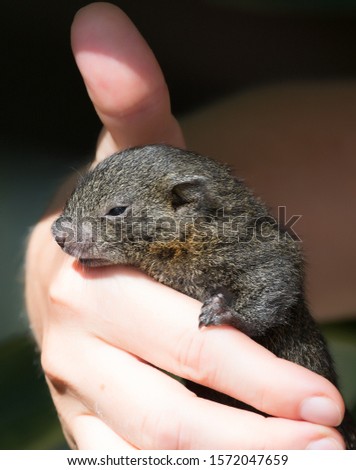 Little squirrel in caring female hands, Koh Payam island, Thailand. Animals of Southeast Asia, Thailand. Squirrel in a tropical climate on an island in the Indian Ocean