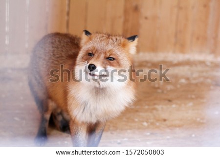 cute red fox in the zoo