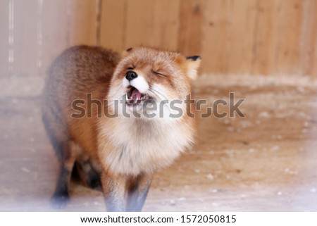 funny red fox in a zoo cage