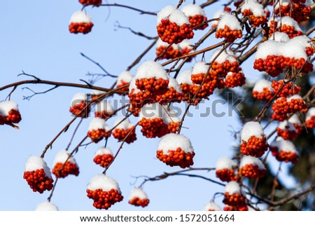 Rowan berries in the snow against the sky. Winter landscape