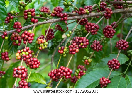 Red Beans of Arabica and Robusta tree in Coffee plantation, Buon Me Thuot, Dak Lak, Vietnam.