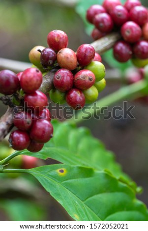 Red Beans of Arabica and Robusta tree in Coffee plantation, Buon Me Thuot, Dak Lak, Vietnam.