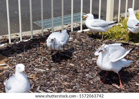 Some graceful white seagulls have been pecking at a round white bread bun left by picnickers  on a sunny spring morning by the woodchip mulch near the  concrete ledge by the estuary.
