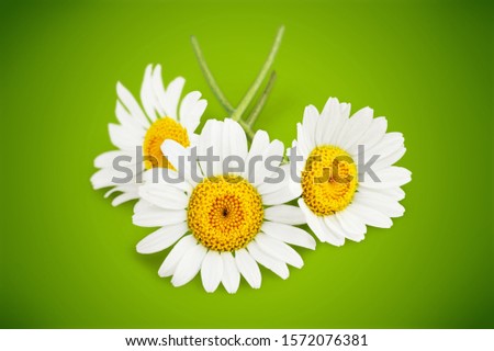 Chamomile or camomile flowers on color pastel background