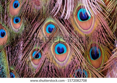 Close up peacock tail pattern with multicolor details for background backdrop