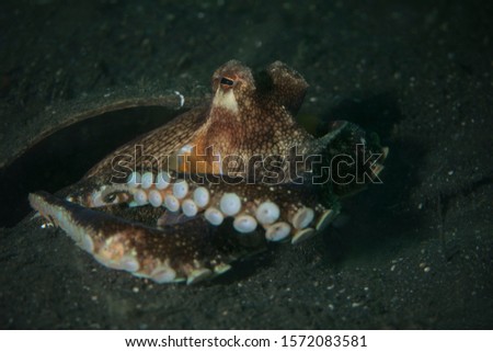 Coconut octopus (Amphioctopus marginatus). Underwater picture was taken in Lembeh Strait, Indonesia