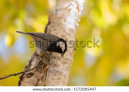 Rufous-naped tit hunting on tree in Autumn 