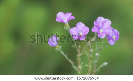photos of wildflowers for background