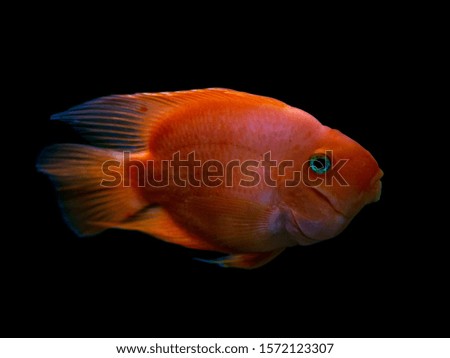 Goldfish on a black background