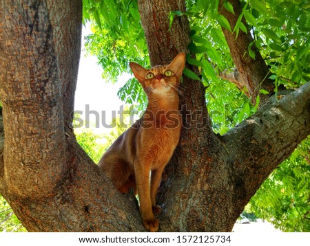 Beautiful abyssinian young cat on a tree Royalty-Free Stock Photo #1572125734