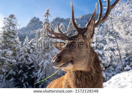funny stag portrait in winter landscape