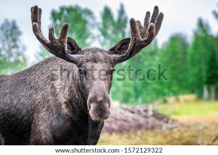 Adult male Wild Moose with huge antlers Grazing near Kiruna, Sweden. Royalty-Free Stock Photo #1572129322