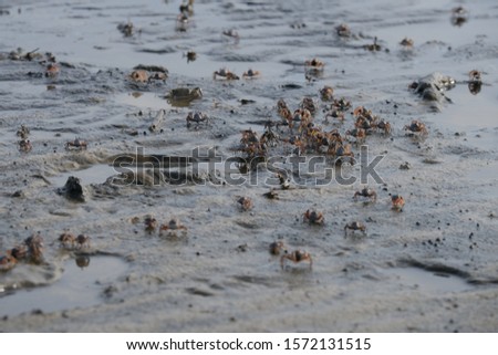 the blurry : a group of small crabs enjoying the morning air on the beach at Jaring Halus, Langkat, Indonesia