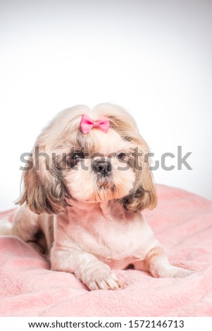 Shih tzu dog sitting and looking in the camera wearing a bow at a pink background