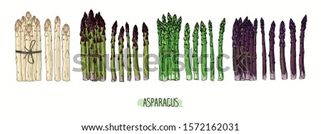 Hand drawn sketch style Asparagus set. Bundles of green, white and purple Asparagus. Color illustration.  Royalty-Free Stock Photo #1572162031